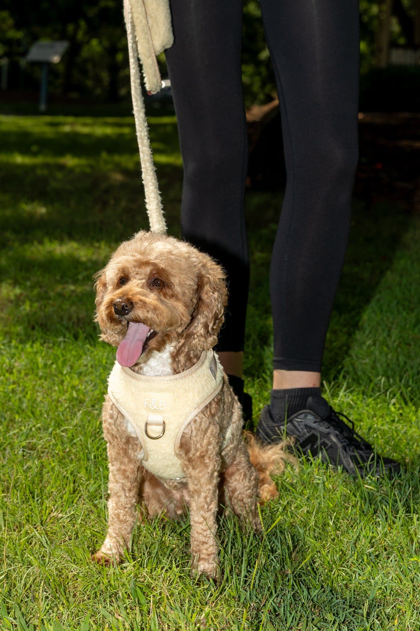 Client's dog in an F&B harness